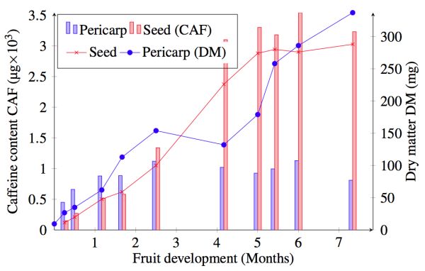 Absolute caffeine content and dry matter during fruit development of C. arabica var. ’Bourbon’ . The values are always related to one entire fruits comprising all seeds.