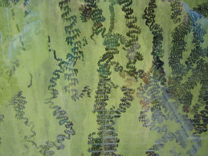 Feeding tracks left by the individual teeth of the radulae of slugs of different size