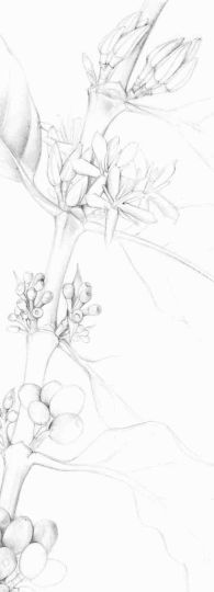 Arabica coffee branch with flower buds, flowers, and young fruits of different size. ©Beatrice Häsler