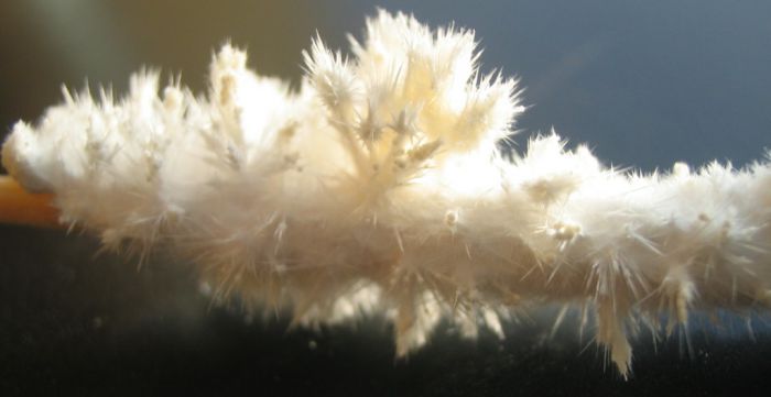 close-up of caffeine crystals: Here, a wooden tooth stick had been placed in a saturated caffeine solution. After a few days crystal growth started.