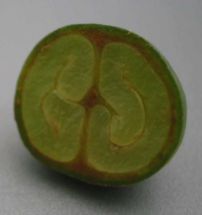 cross section through a coffee fruit with 2 perisperm beans