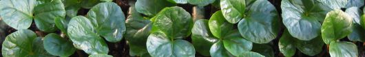 Arabica coffee seedlings with cotyledons completely unfolded (nearly stage 10 BBCH scale; Arcila-Pulgarín et al. 2002)