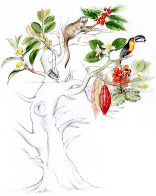 click onto flower, fruits, or on the navigation bar