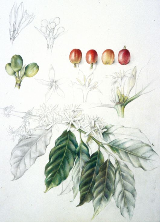 © Beatrice Häsler 1992/95