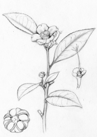 Camellia taliensis